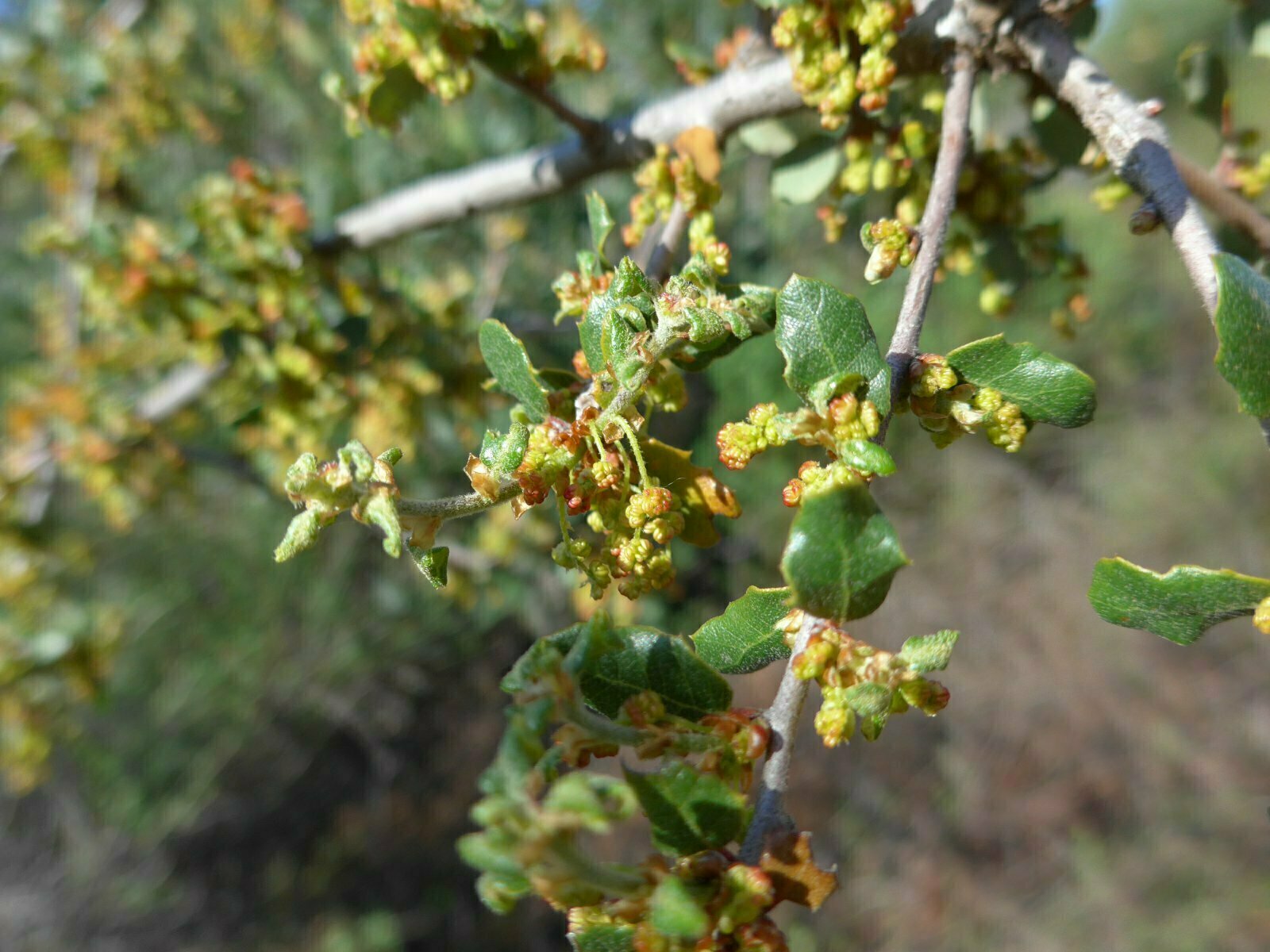 High Resolution Quercus sp Bud